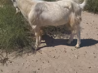 بز نر, بز — عکس 4