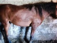 اسب (گروه، جنسیت مشخص نشده), Horse breed — عکس 2