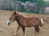 Kuda jantan, Hungarian horse breed — foto 1