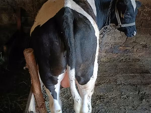 Бұқа, Russian Black pied cattle