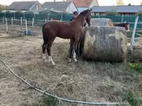 Hingst, Dutch warmblood horse — foto 7