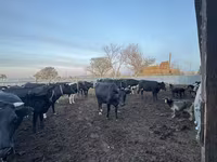 วัวตัวเมีย, Swiss cattle — รูปภาพ 7