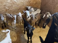 雄ヤギ, Saanen goat — 写真 6
