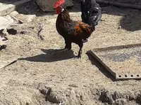 Chickens — 사진 2