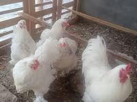 Chickens — عکس 5