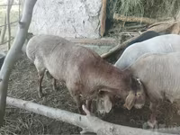 قوچ, Arashan sheep — عکس 2