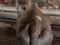 암소, Simmental cattle — 사진 4