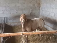 Widder, Arashan sheep — Foto 1