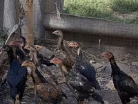Chickens — ảnh 1