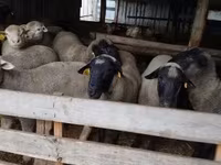 قوچ, Ile-de-France sheep — عکس 3