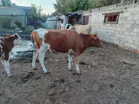 Krava, Simmental cattle — fotografija 3