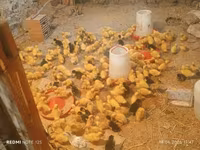 Ducks — foto 2