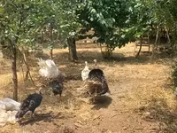 Turkeys — புகைப்படம் 2