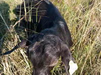 Capra, Capre — foto 3