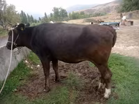 Lembu betina, Alatau breed — foto 1