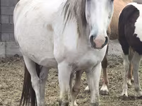 Kuda betina, Mugalzhar horse — foto 7