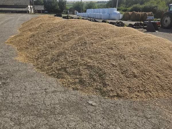 Продаю овёс урожая 2026 года