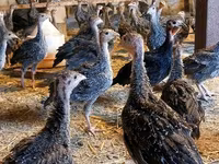 Guinea fowl — foto 4