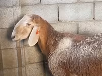 母羊, Arashan sheep — 照片 1