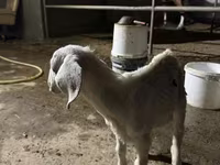 Ri’ dhaddig, Nubian Goat — sawirka 3