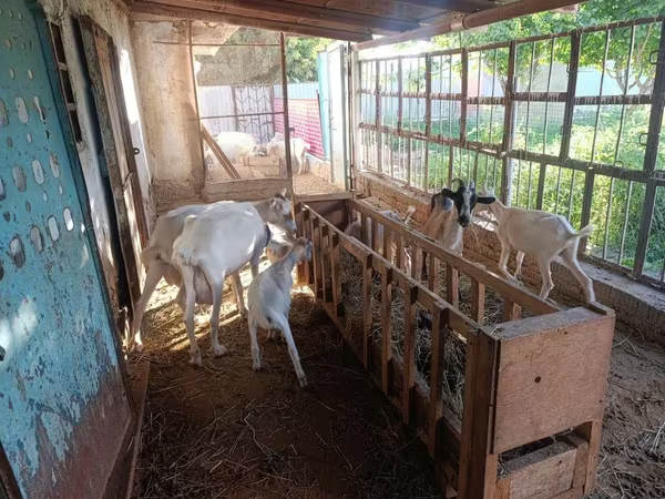 Capra, Saanen goat