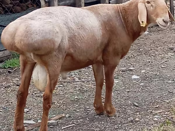 Ram, Arashan sheep