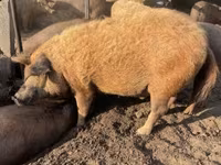 Babi (lot, jantina tidak dinyatakan), Мангалица — foto 1
