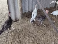 Turkeys — 사진 4