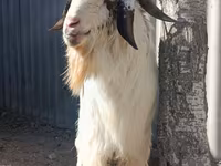 公山羊, Beetal goats — 照片 5
