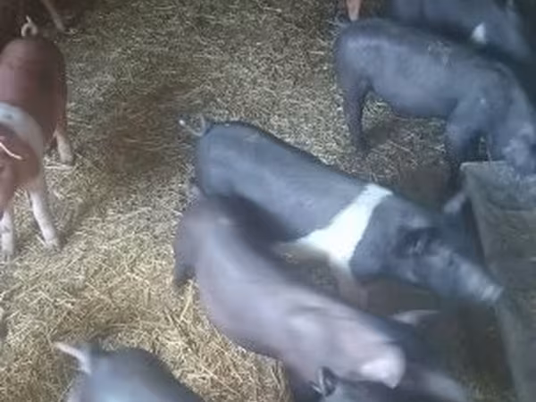 Doofaar dhaddig, Pigs