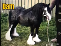 Ձի, Gypsy horse — լուսանկար 3
