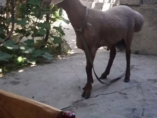 قوچ, گوسفند
