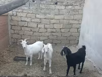 بز (گروه، جنسیت مشخص نشده), بز — عکس 1