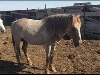 Kuda betina, Horses — foto 2
