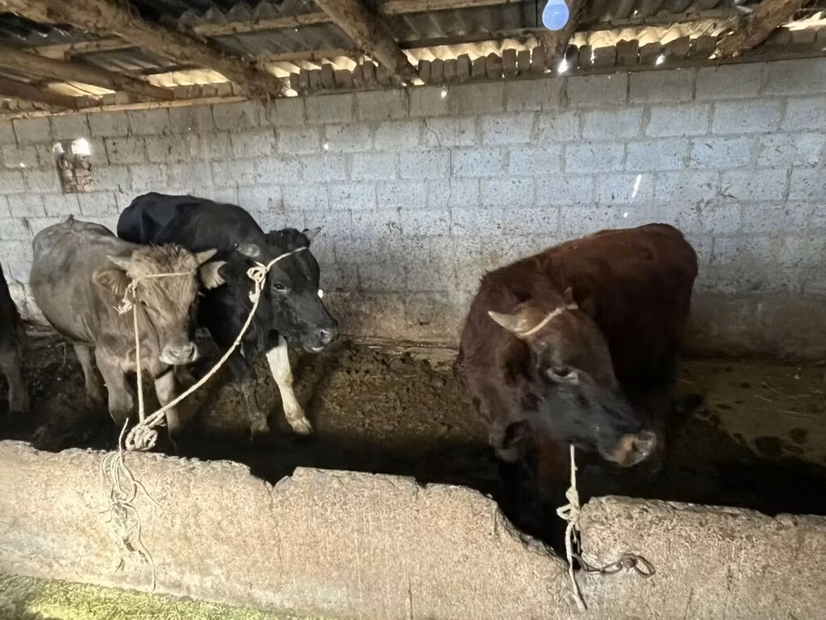 Lembu jantan, Cattle