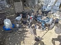 Chickens — 照片 2