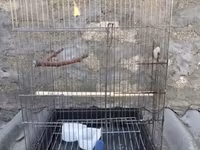 Böyük ölçülü quş qəfəsi - Material: metal barmaqlıqlar, plastik — عکس 1