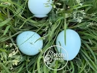Quails — zdjęcie 2