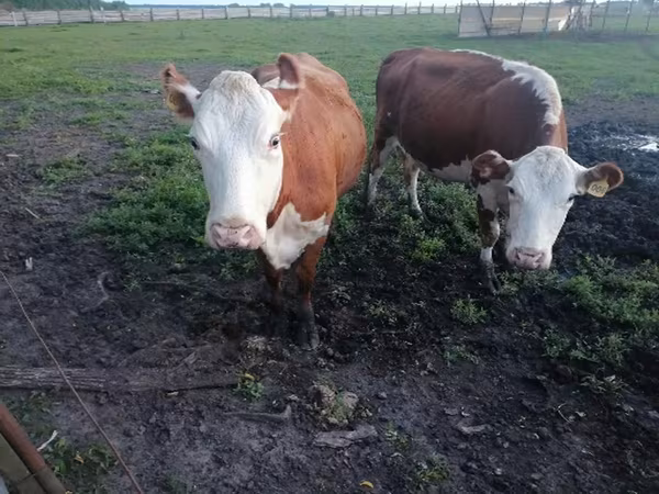 Cow, Hereford — Russia