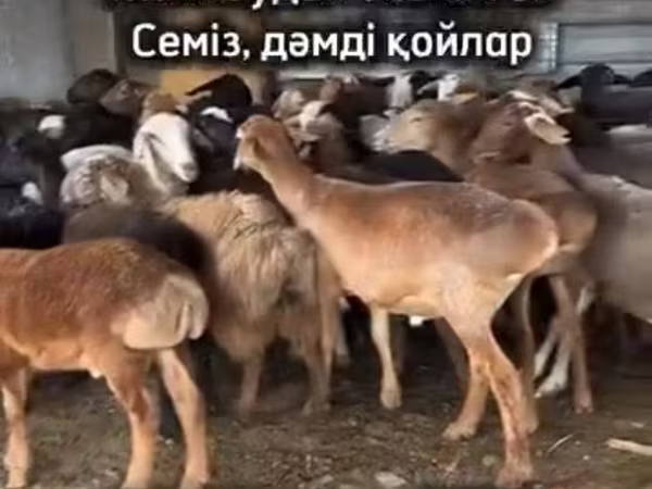 قوچ, گوسفند