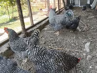Chickens — foto 5