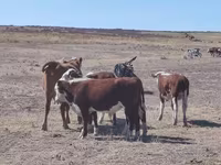 Dibi, Kazakh White-headed cow — sawirka 2