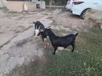 Capra, Saanen goat — foto 5