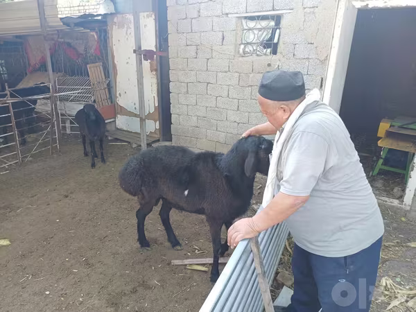 Carnero, Ovejas