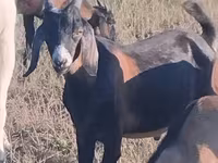Ziegenbock, Nubian Goat — Foto 1