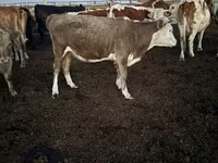 گائے, Swiss cattle — تصویر 8