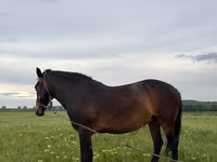 Mare, Horses — photo 4