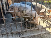Sow, Pigs — photo 1