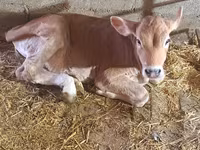 Krava, Swiss cattle — foto 3