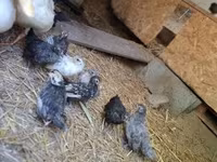 Chickens — fotografija 4